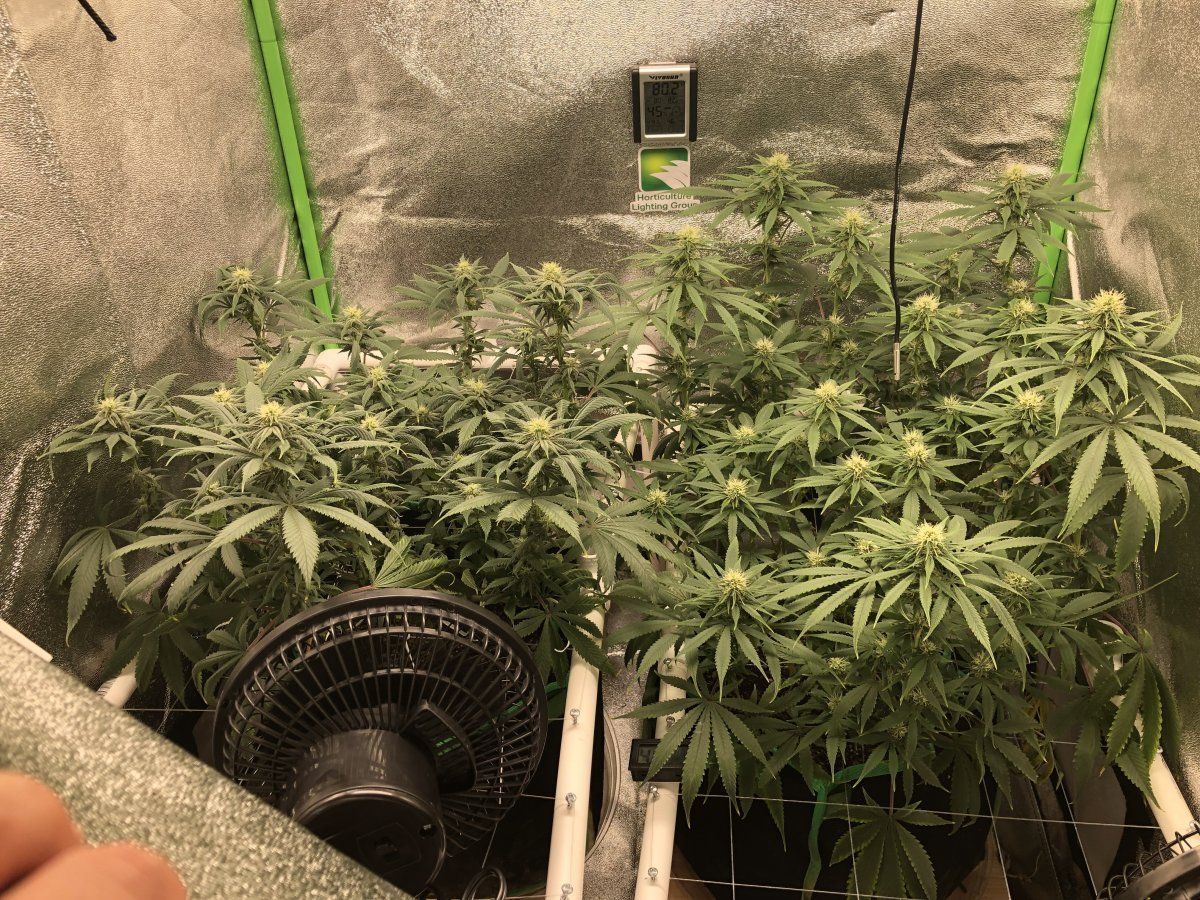 Group week 4
