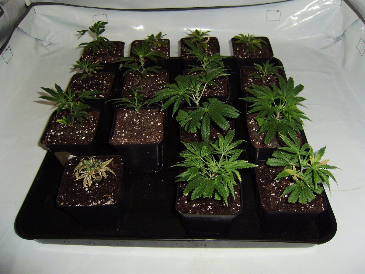 Groupshot
