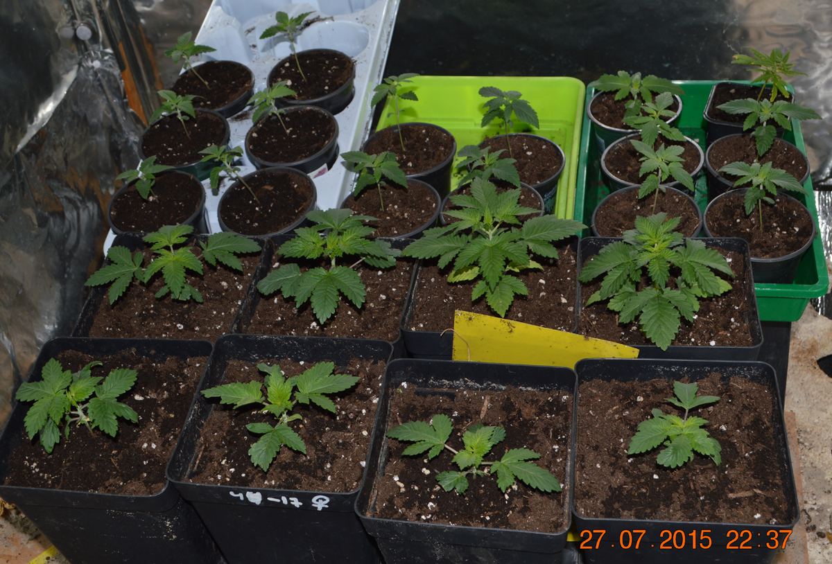 Groupshot