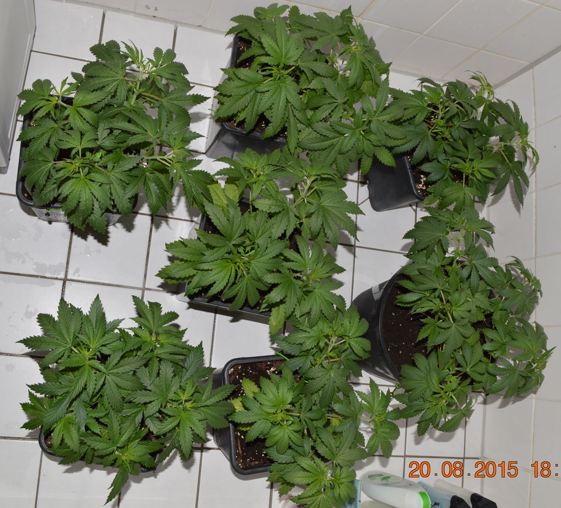 Grouptop