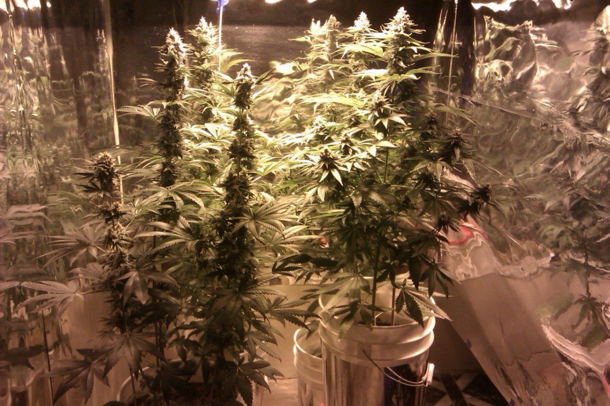 Grow 001