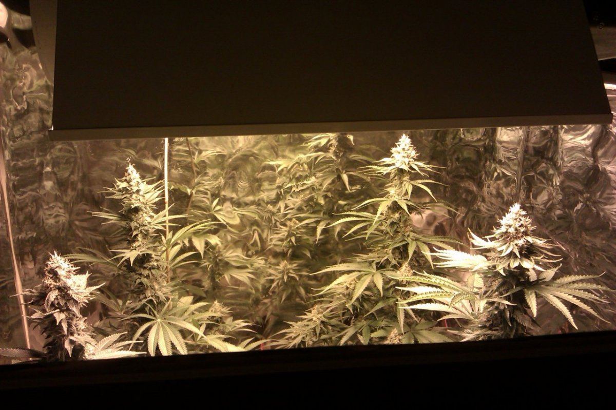 Grow 013