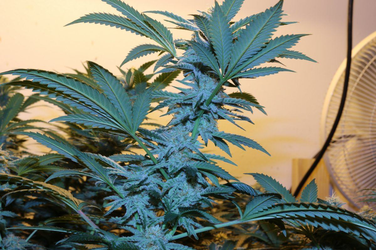 Grow 014