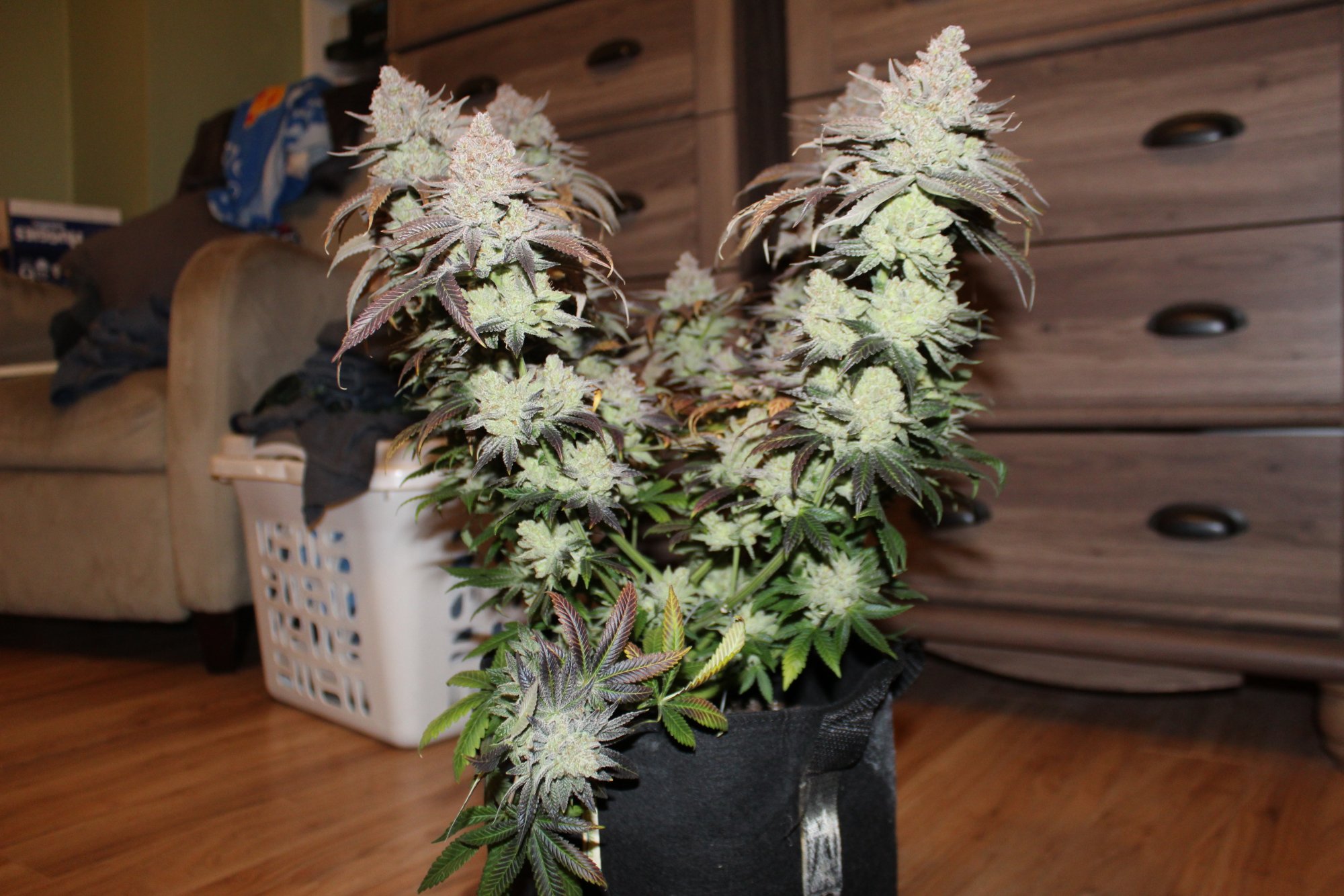 Grow 2 harvested   gorilla punch 5