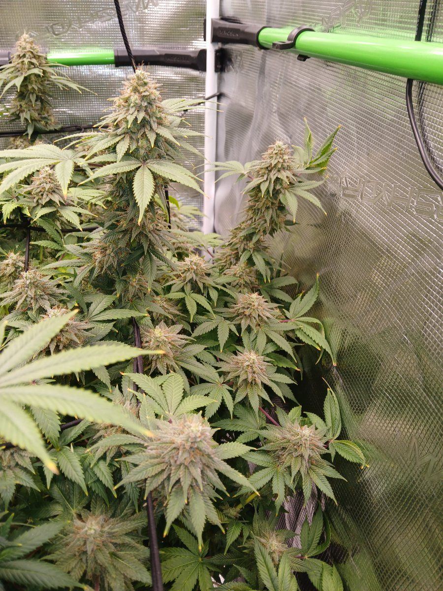 Grow 2   so much better this time 3