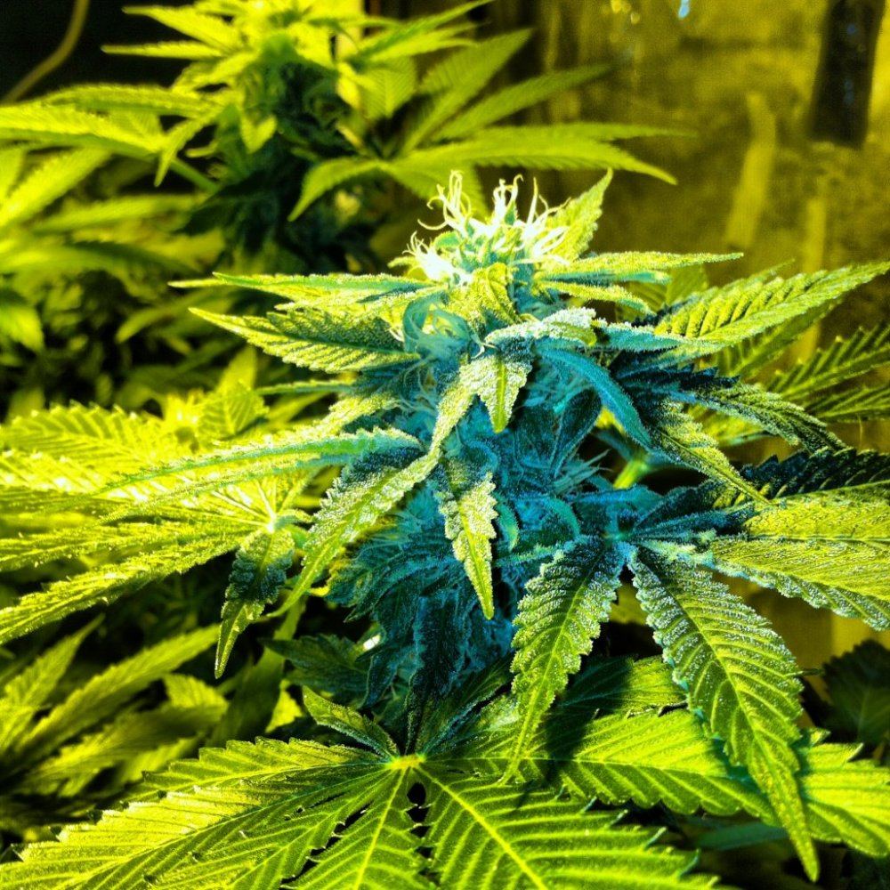 Grow 2014 2