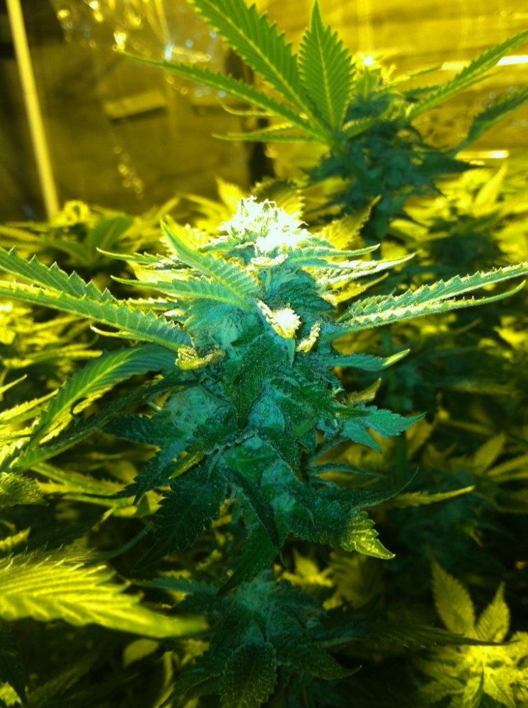 Grow 2014 3
