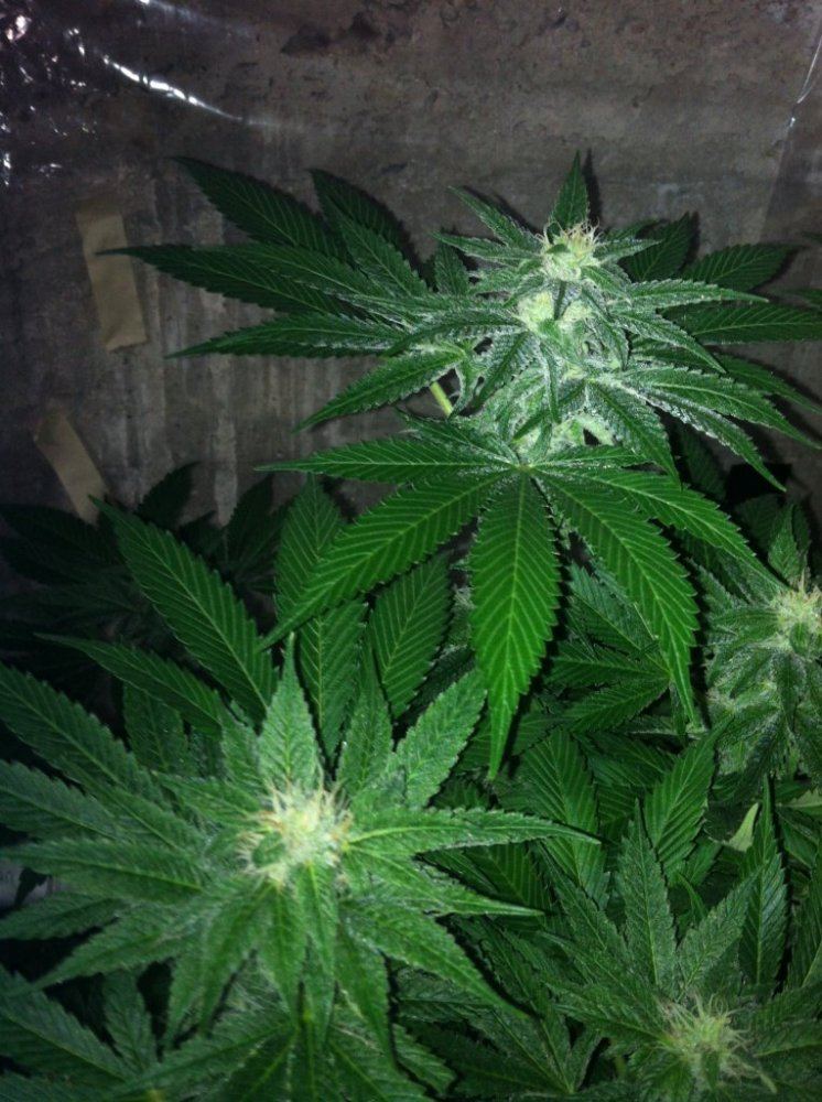 Grow 2014 4
