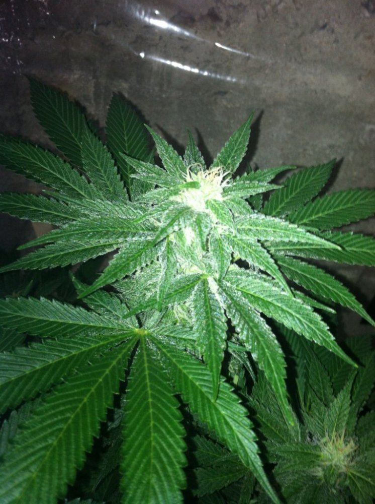 Grow 2014 5