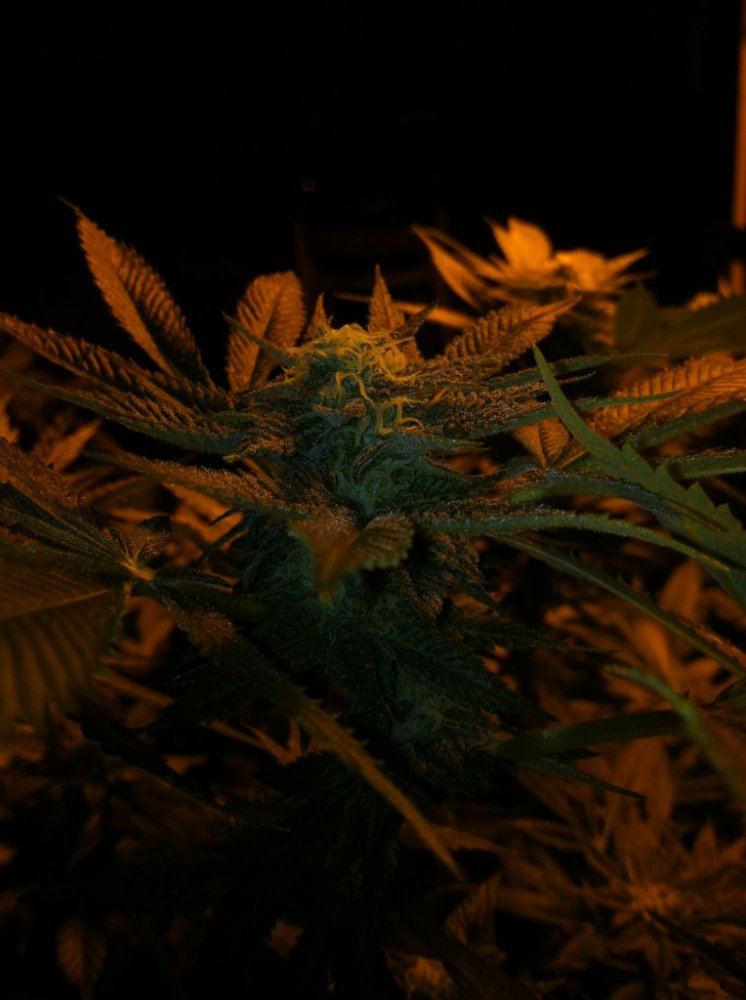 Grow 2014 6