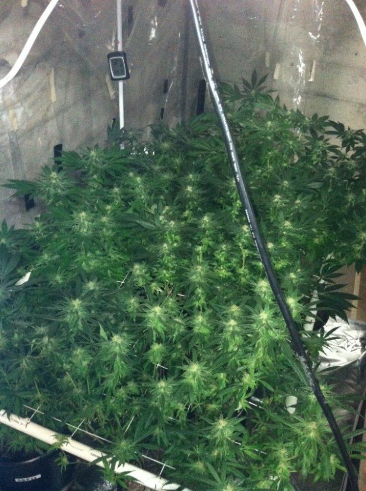 Grow 2014 7
