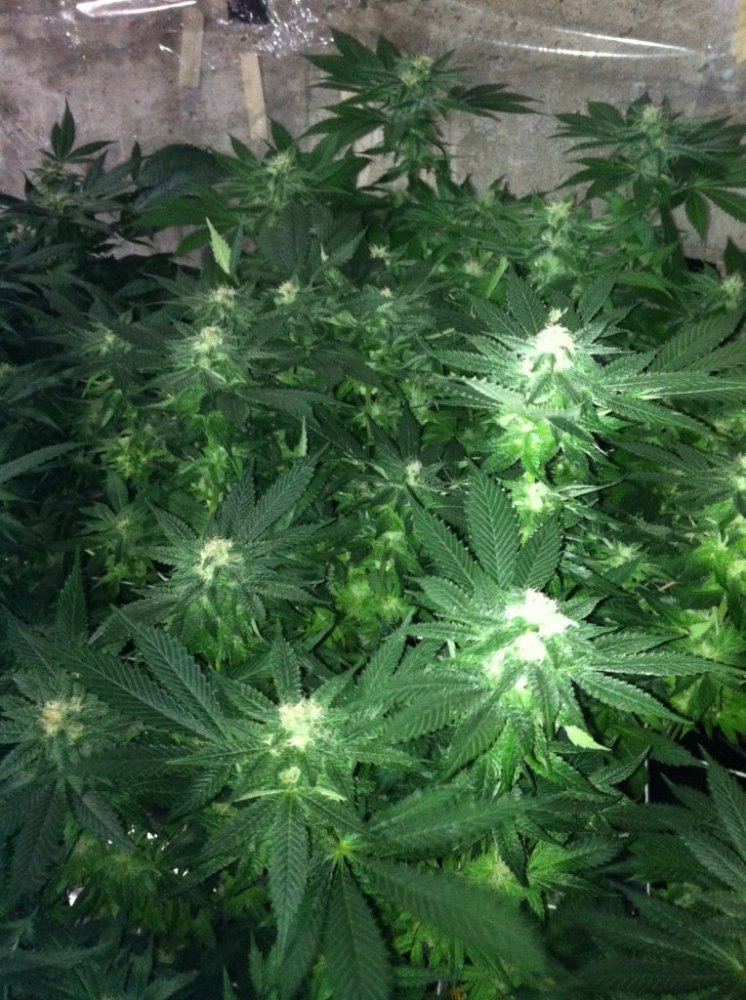 Grow 2020