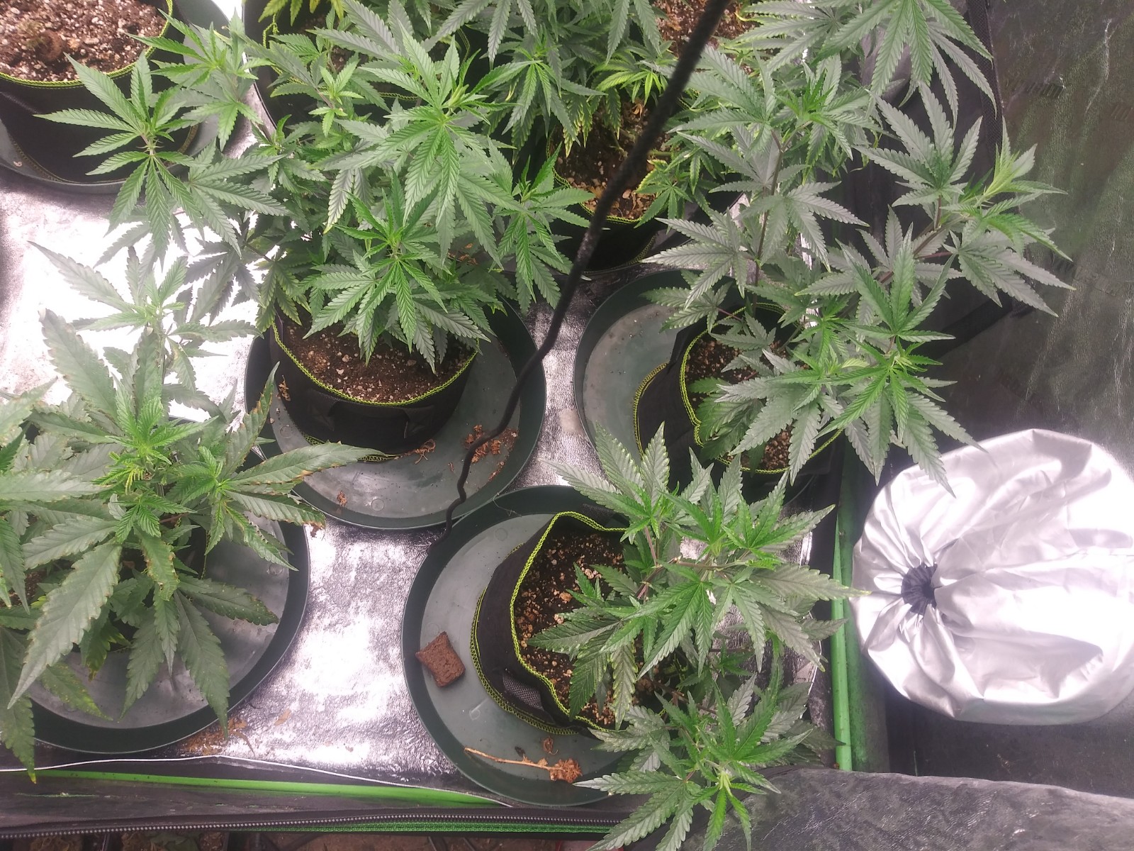 Grow 3 from close to start 2