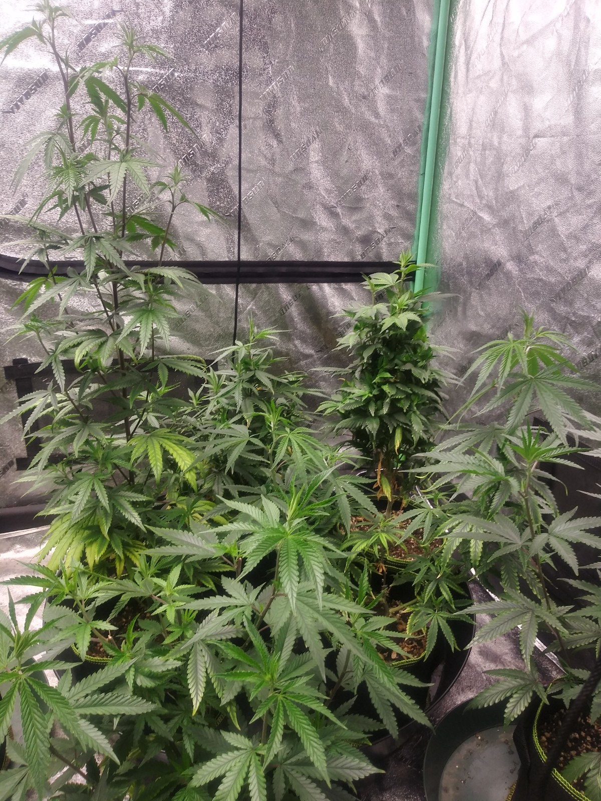 Grow 3 from close to start 4