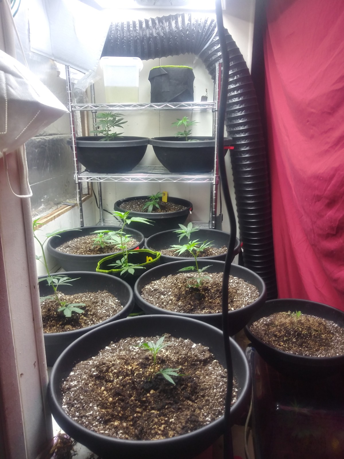 Grow 3 from close to start