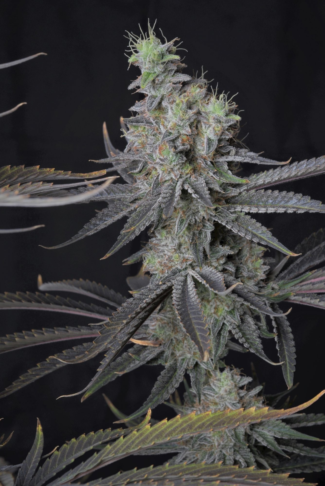 Grow 5 G45 x CD 2 17 Edit 2