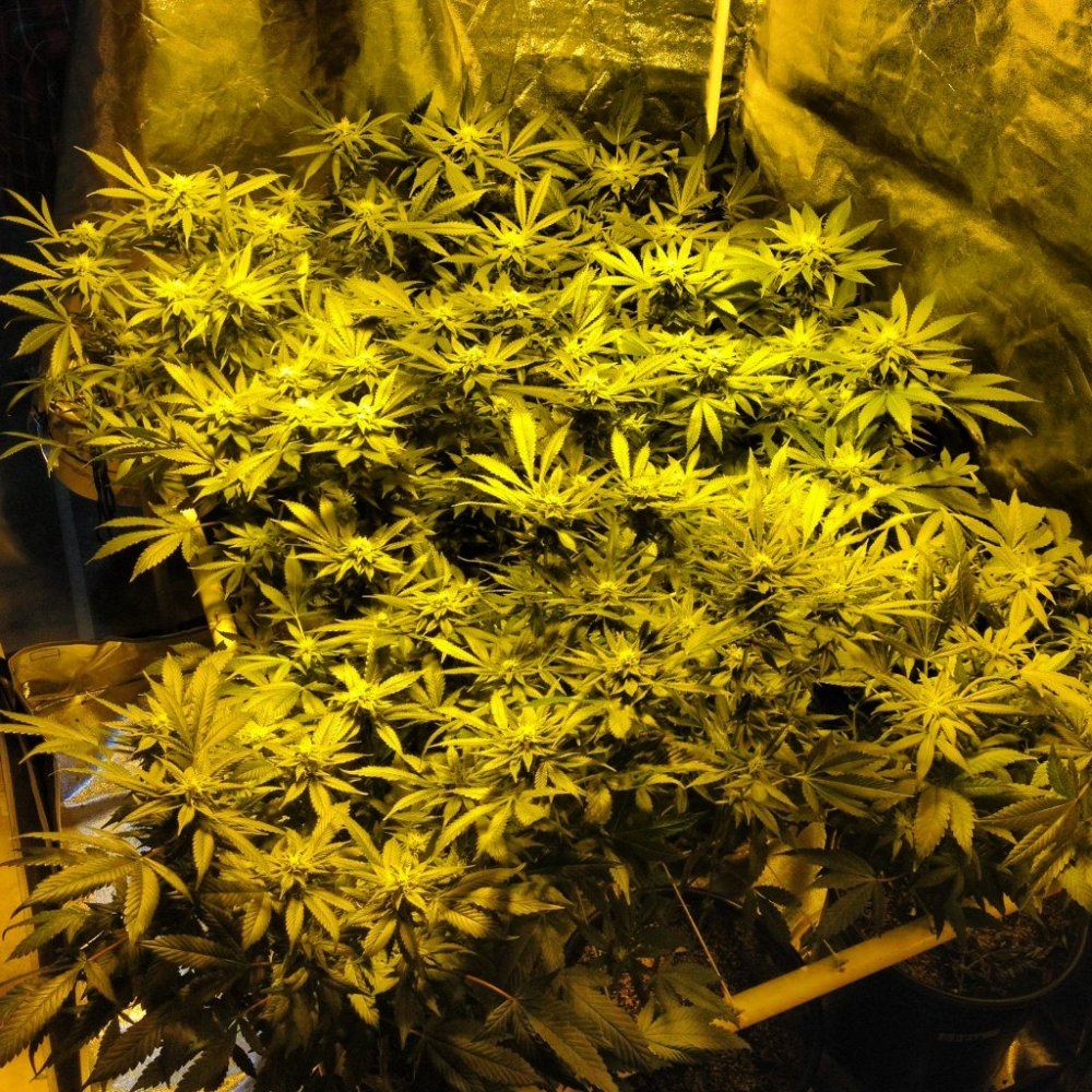 Grow 8888