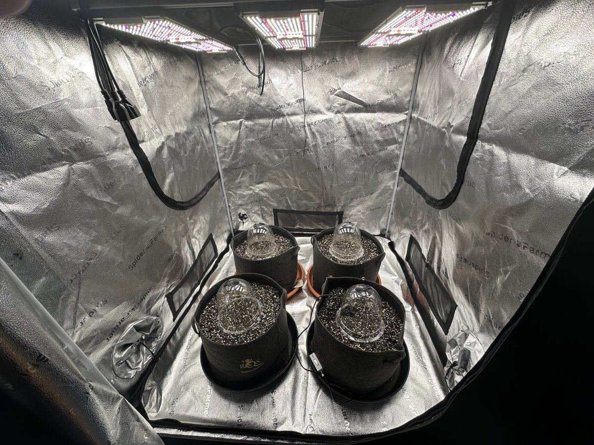 Grow diary 2024 the 911 tribute grow 3
