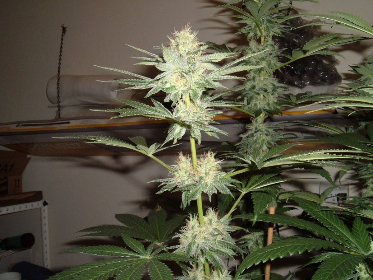 Grow hellfire og 2345 003