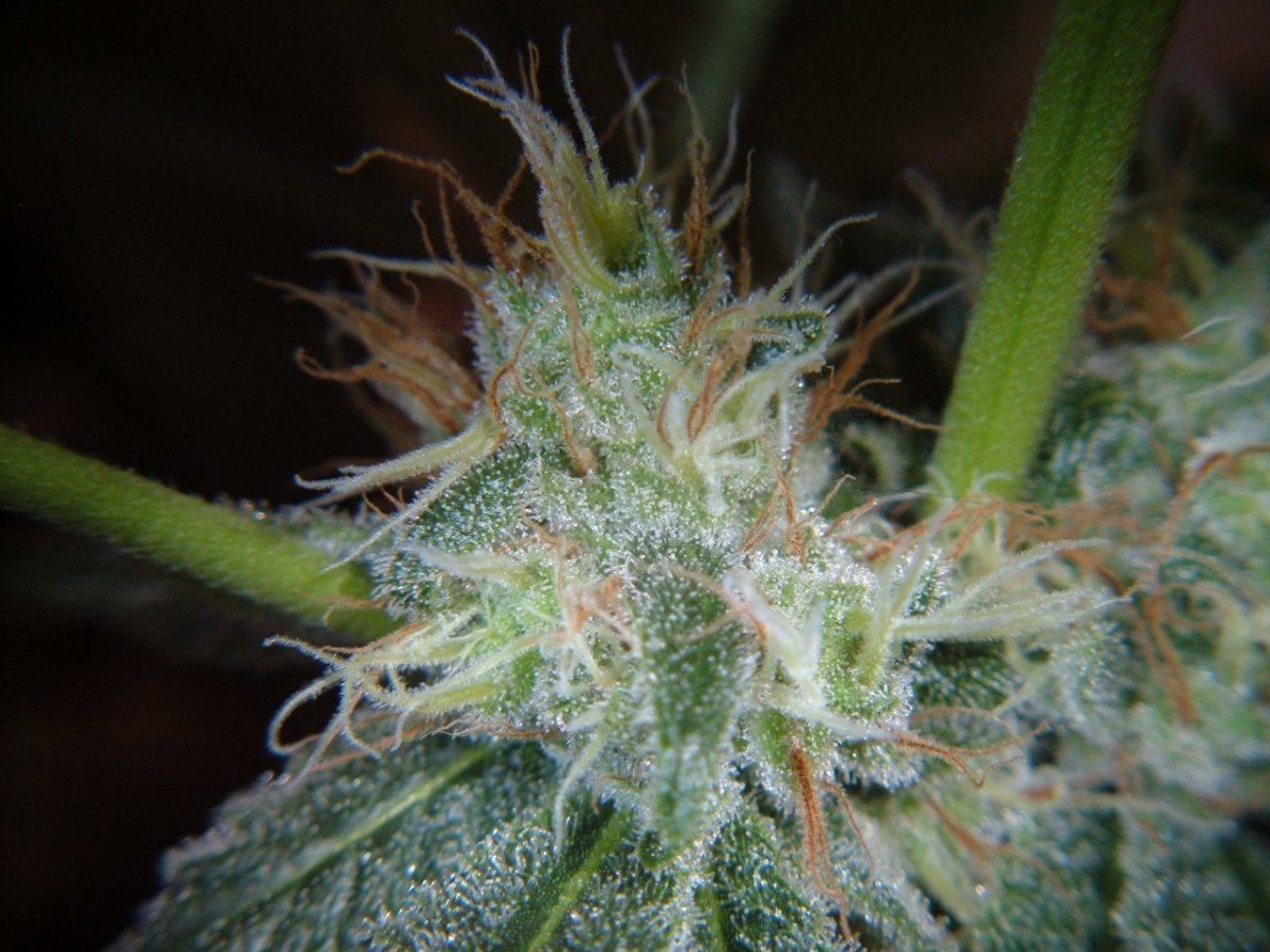 Grow hellfire og 2345 005