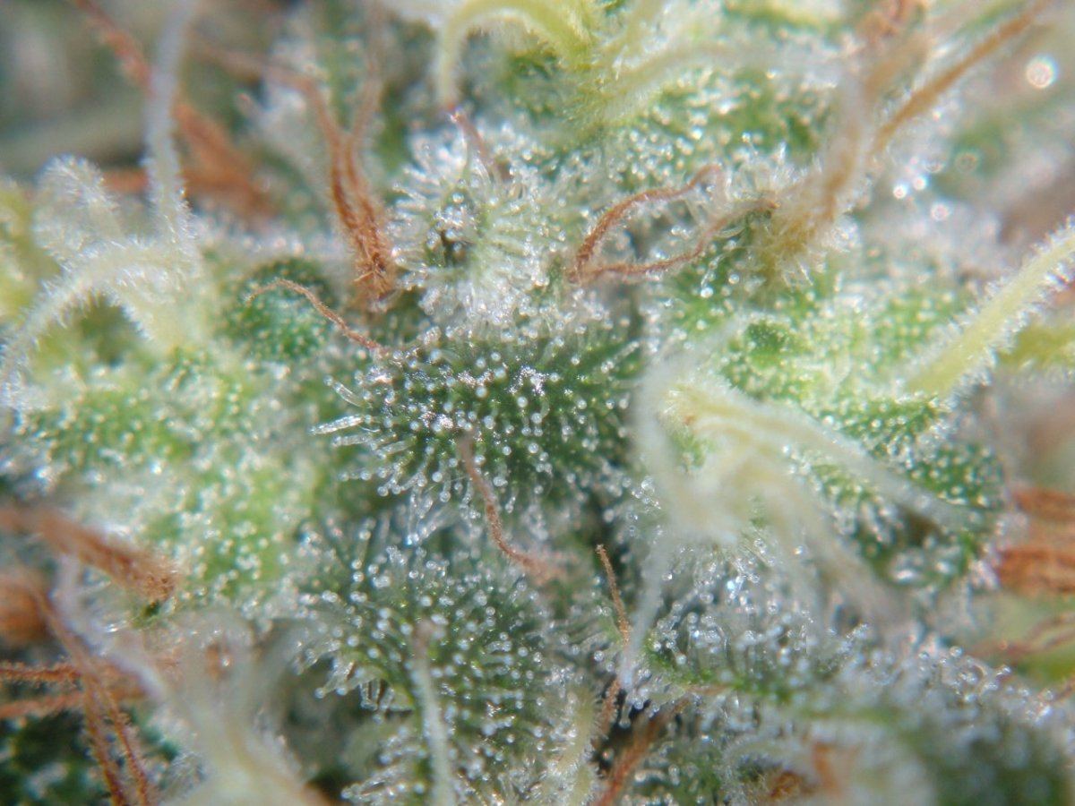 Grow hellfire og 2345 006