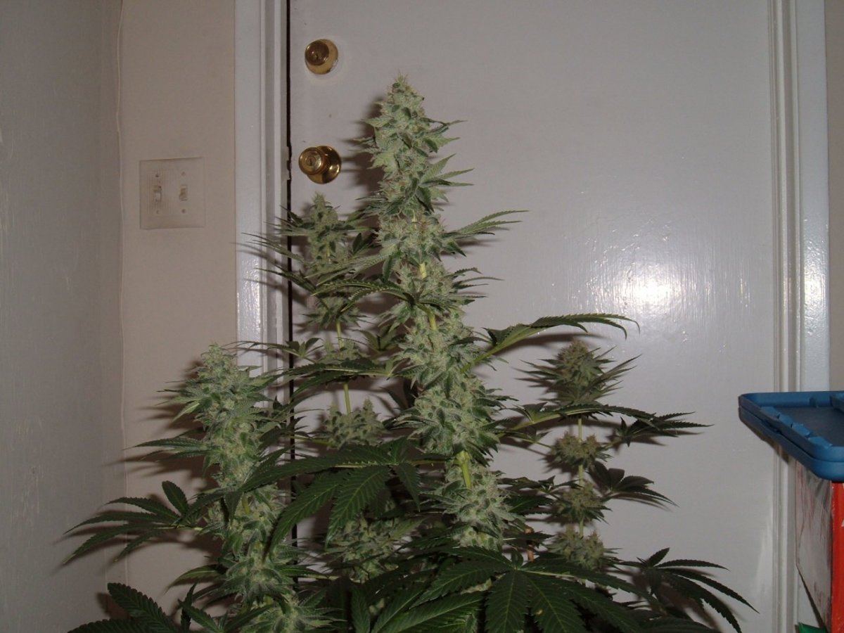 Grow hellfire og  5 day52 001