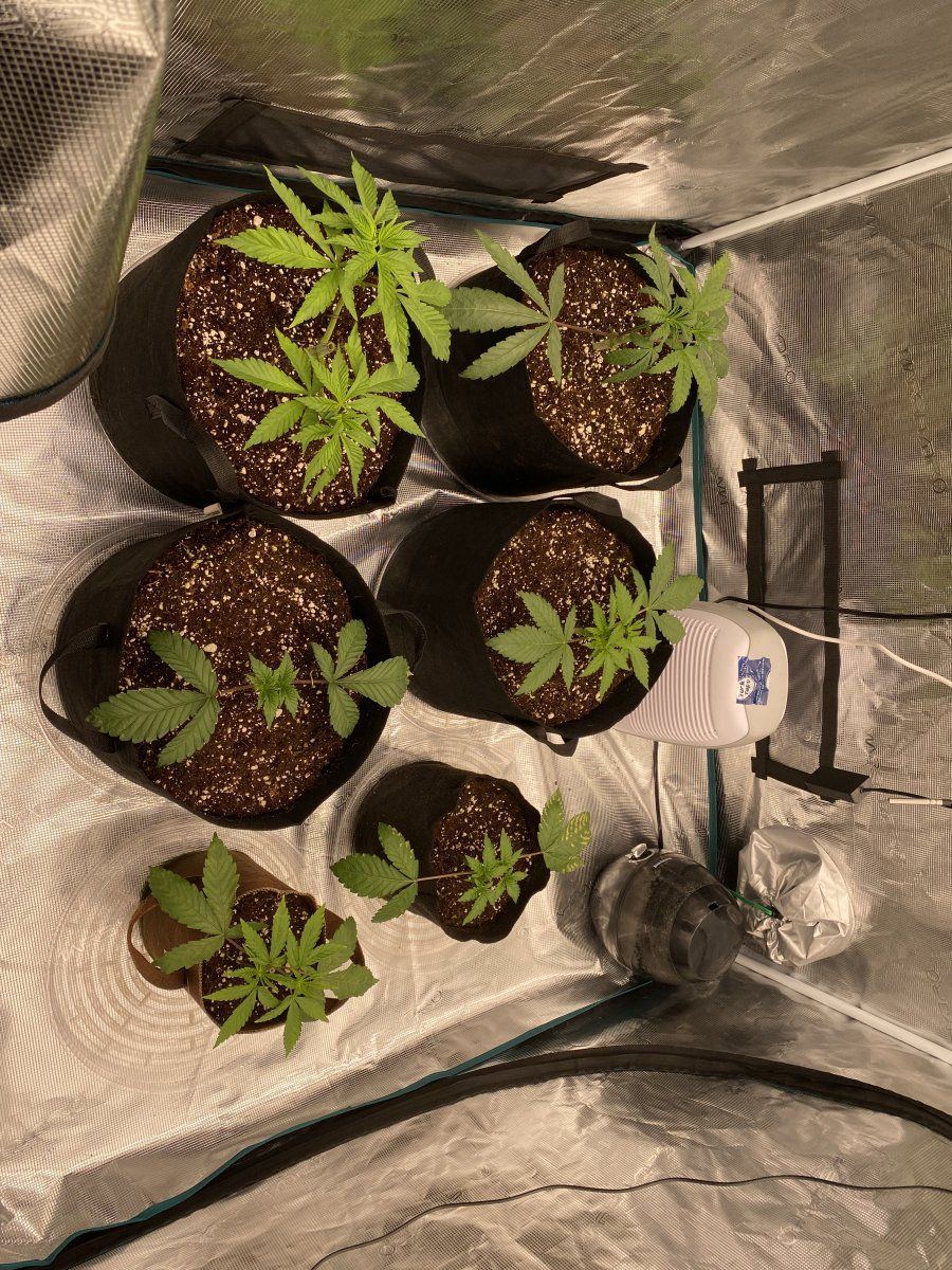 Grow help deficiencies  beginner grower