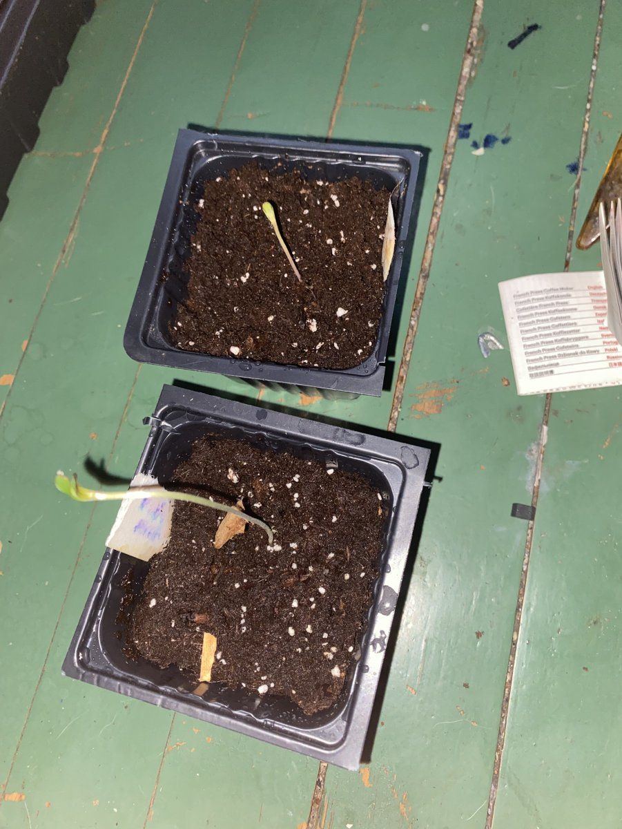 Grow journal 2025 questions pls help