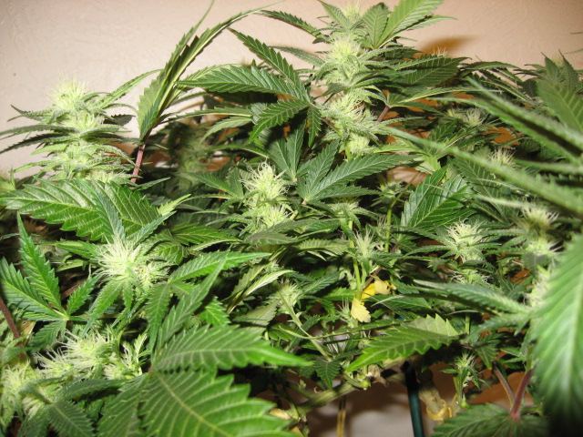 Grow journal and pics 2