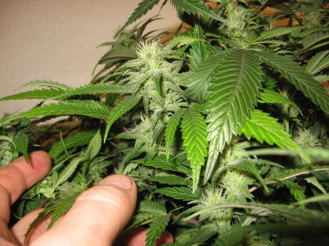 Grow journal and pics 3