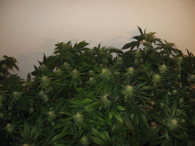 Grow journal and pics 4