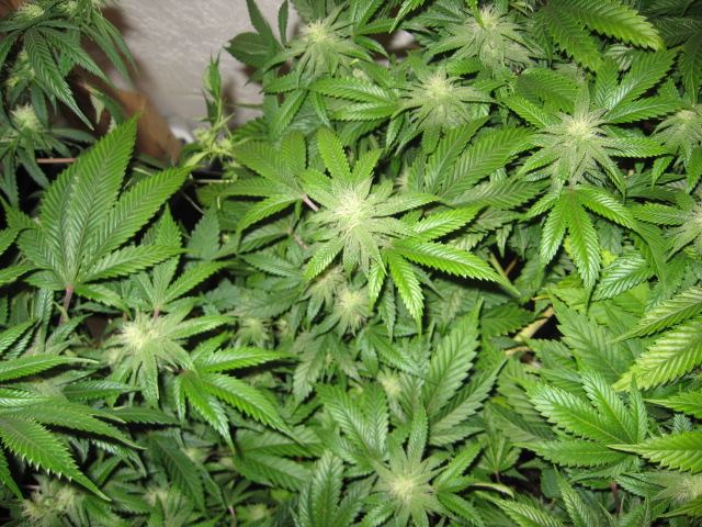 Grow journal and pics 5