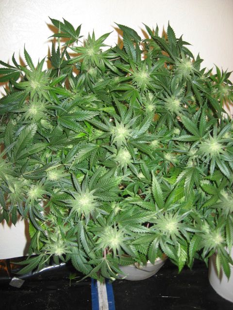 Grow journal and pics 6