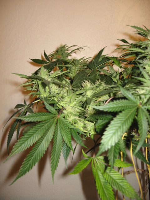 Grow journal and pics 7