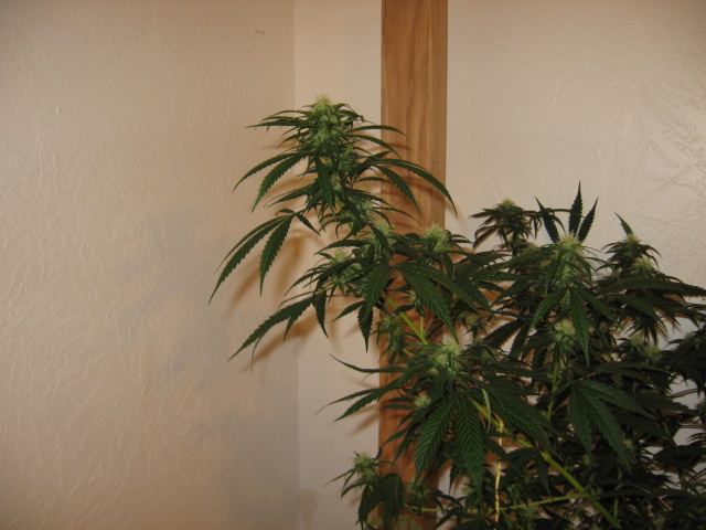 Grow journal and pics 8