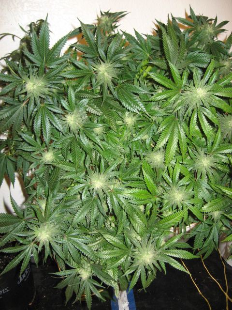 Grow journal and pics 9