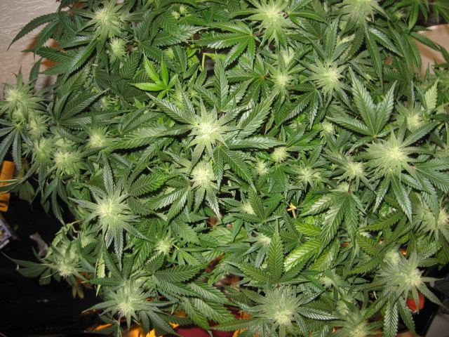 Grow journal and pics
