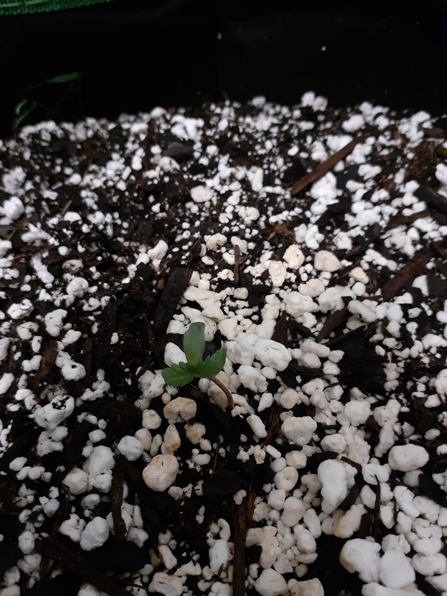 Grow journal first grow will update weekly 2