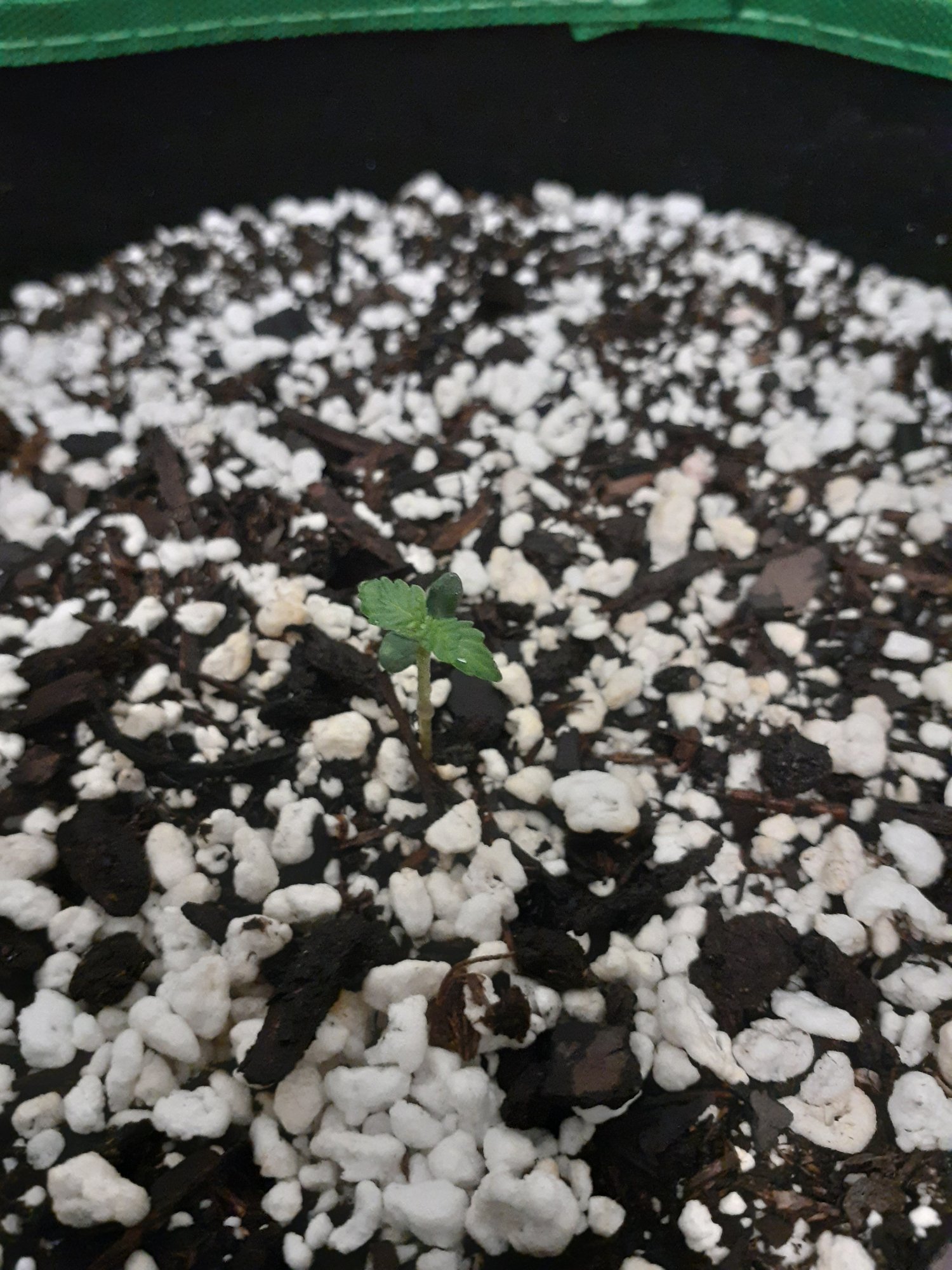 Grow journal first grow will update weekly 3