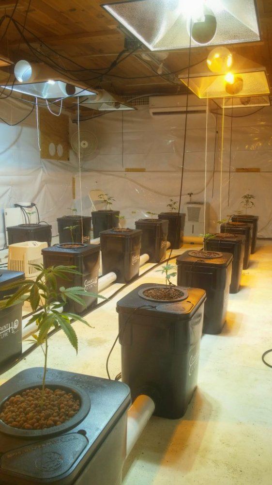 Grow journal mollytree