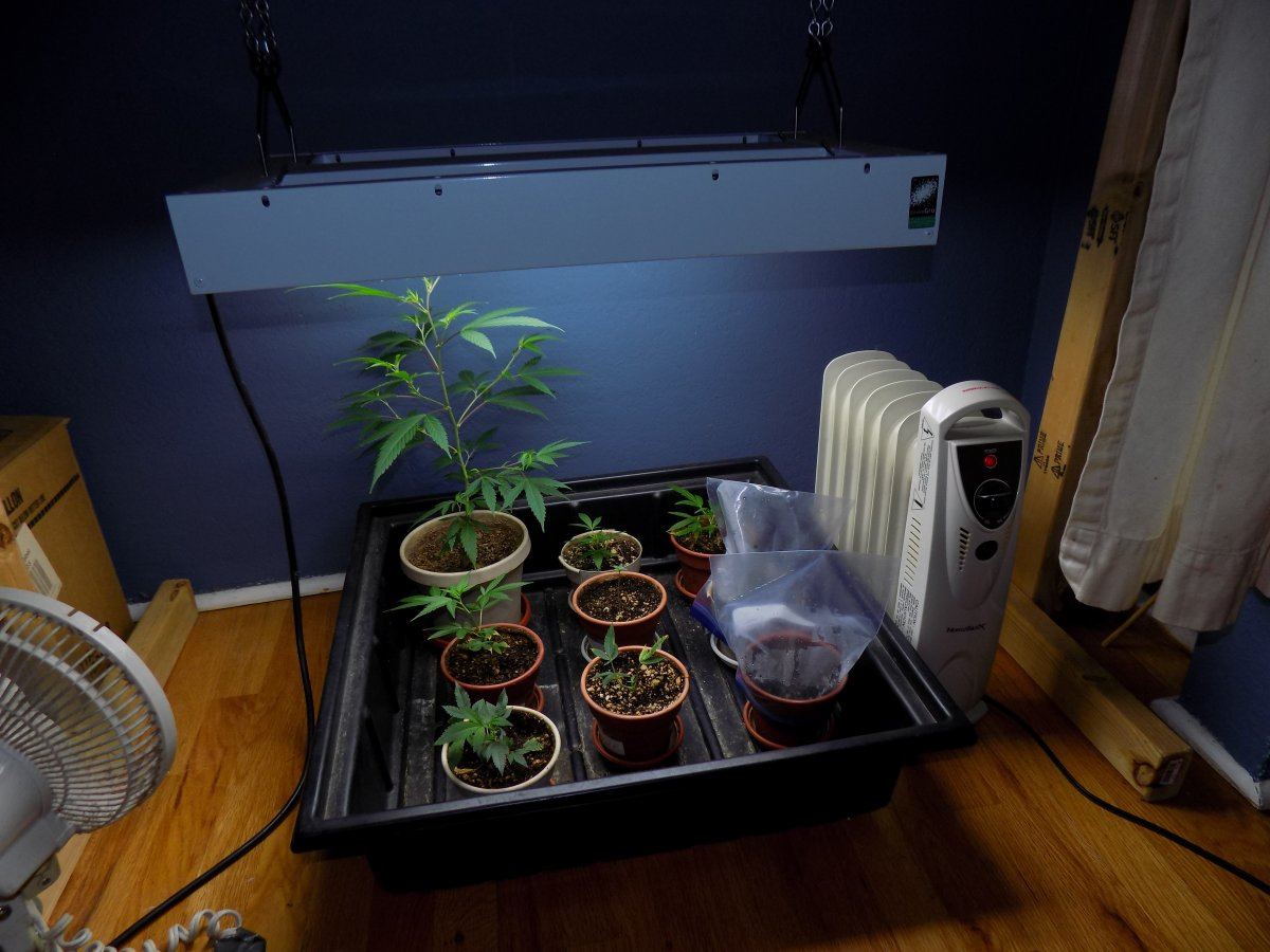 Grow