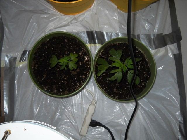 Grow June 14 2011 003