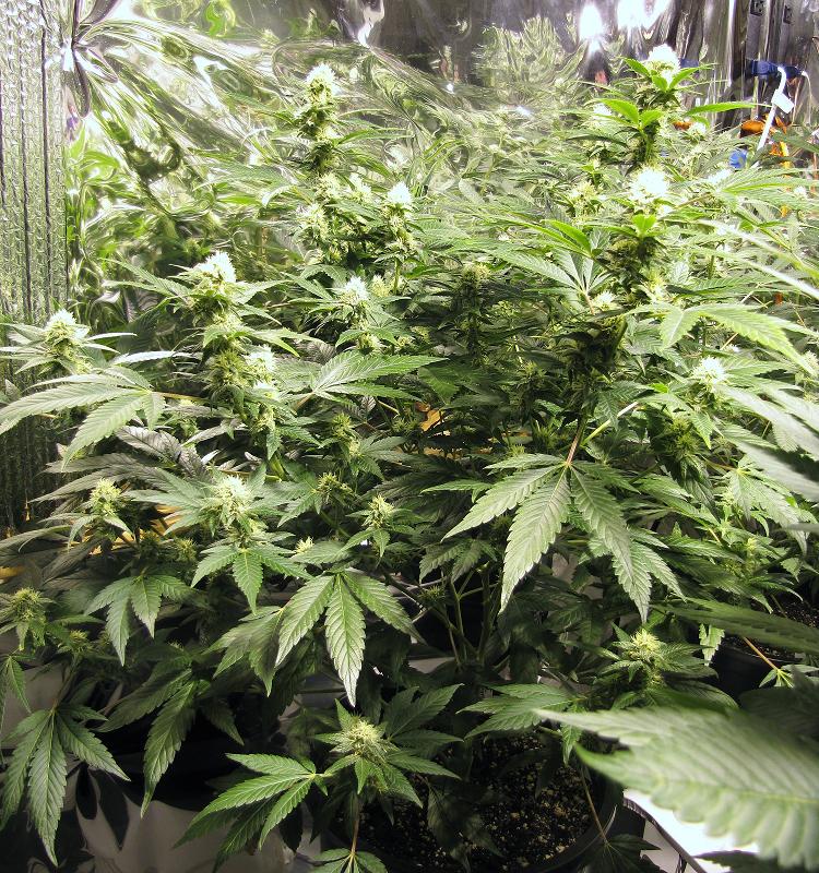 Grow juurnal 304