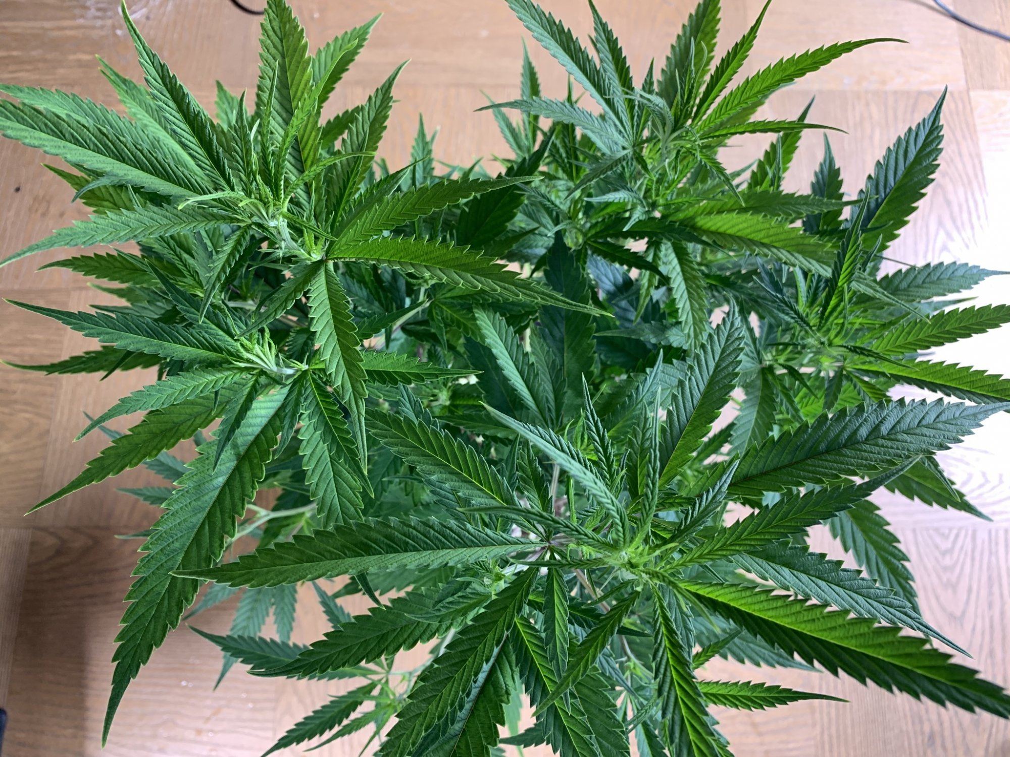 Grow lab diverse methods 2