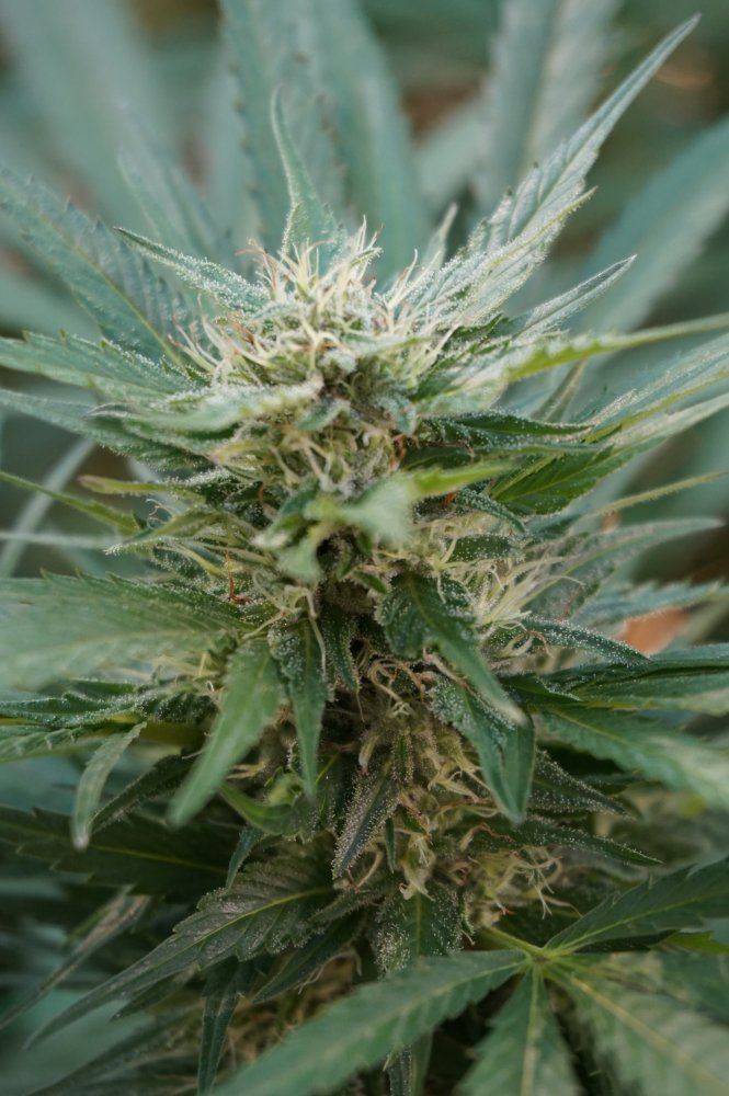 Grow Log 00295 09 13 2017