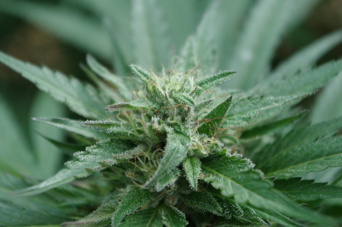 Grow Log 0925 09 23 2017