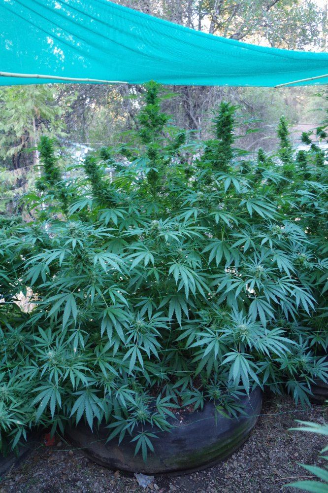 Grow Log 1150 09 23 2017