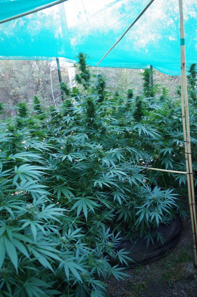 Grow Log 1207 09 23 2017
