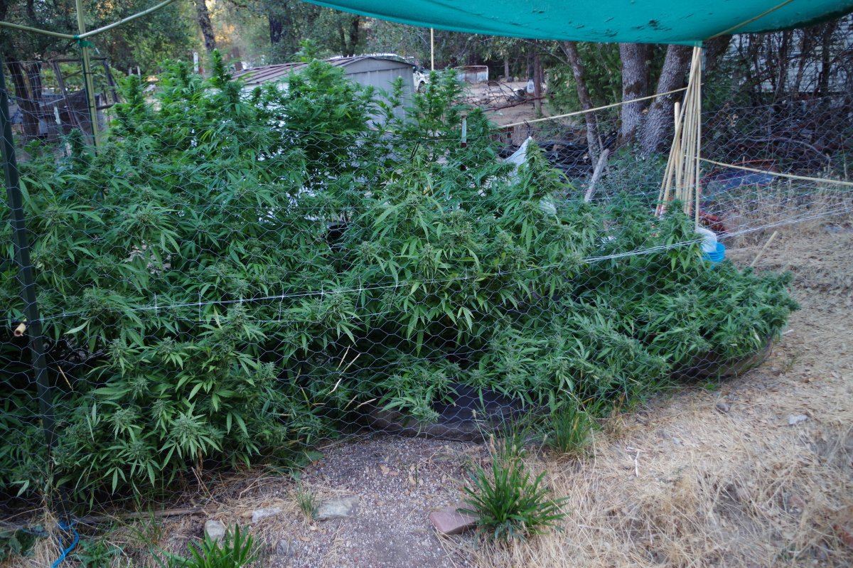 Grow Log 1227 09 23 2017