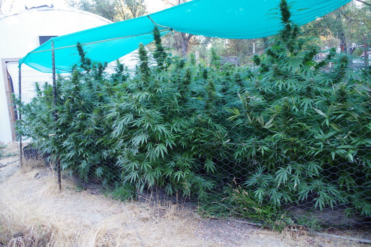 Grow Log 1234 09 23 2017